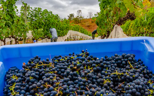 Grapes in a blue bin with workers harvesting in a vineyard, Rio de Janeiro.