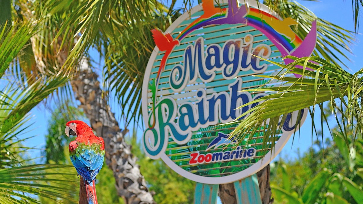 Dolphin show at Zoomarine Portugal with audience watching.