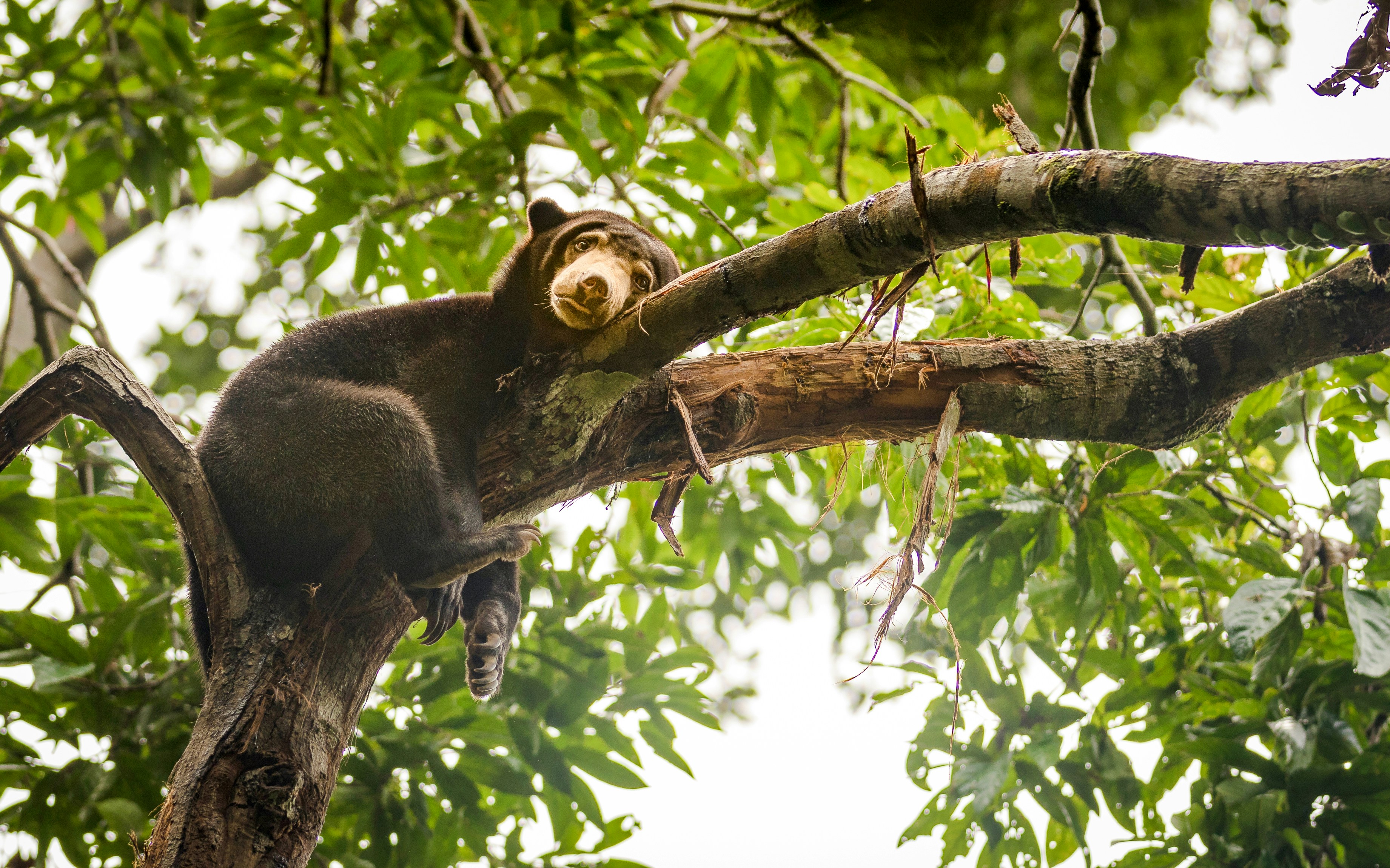 Malayan sun bear resting on a tree branch in a lush forest.