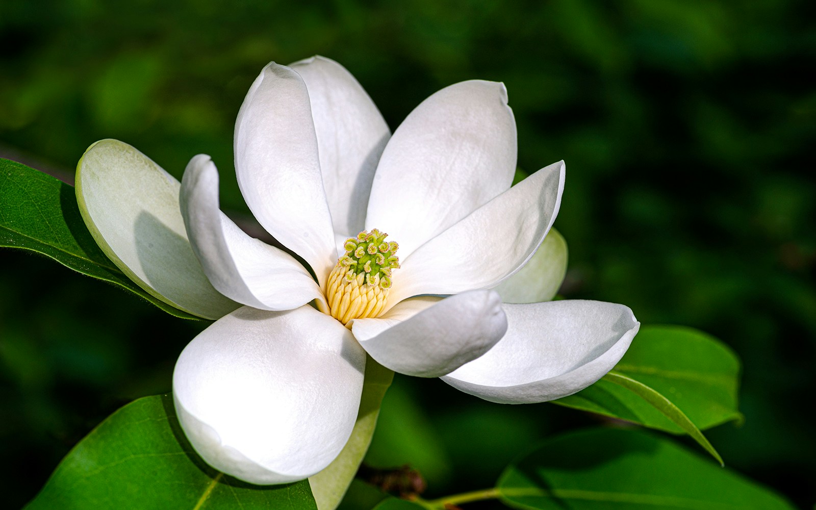 Sweetbay magnolia flower with white petals and green leaves.