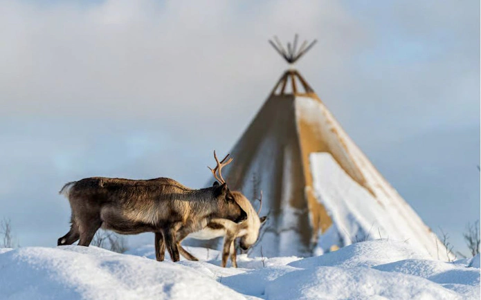 Reindeer grazing near a traditional Sami tent in snowy Tromsø.