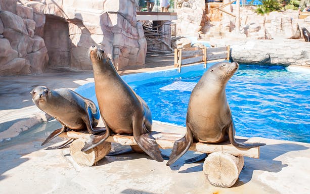Sea lions basking by the pool at Marineland, French Riviera.