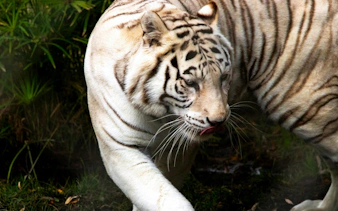 White tiger walking through greenery at Parque Safari Chile.