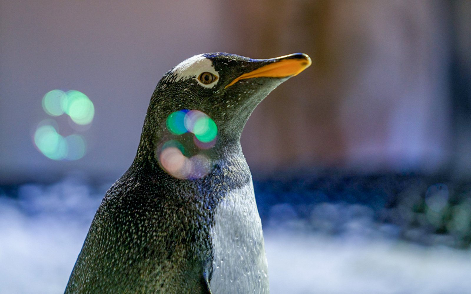 Dubai Aquarium biglietti