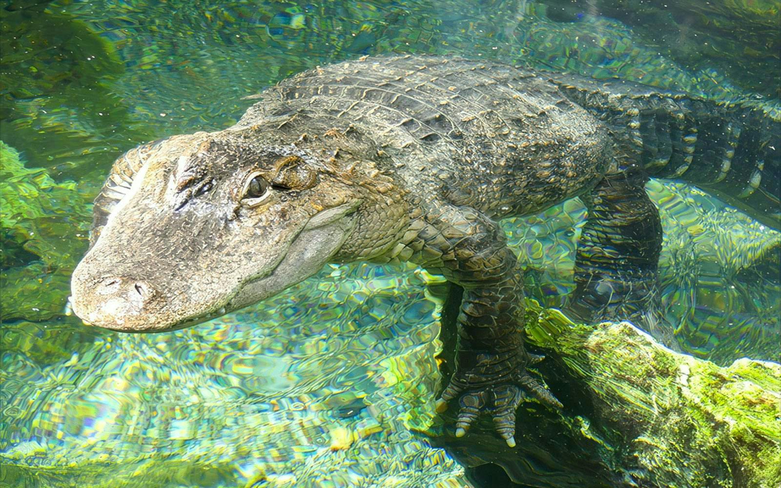 Crocodile swimming in clear water at Tennoji Zoo, Osaka.