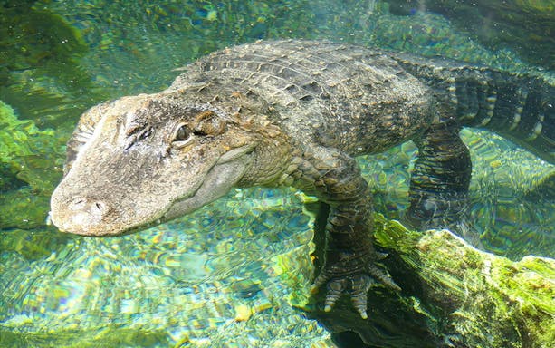Crocodile swimming in clear water at Tennoji Zoo, Osaka.