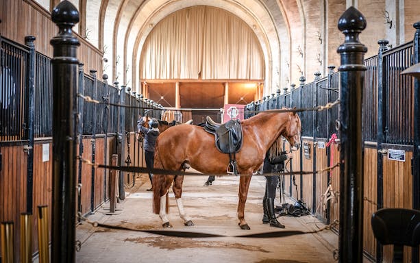 Horse being groomed in the stables of Chateau de Chantilly.