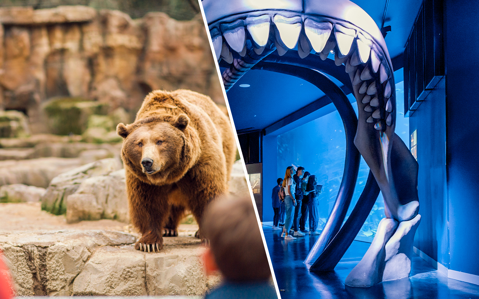 Madrid Zoo and Atlantis Aquarium combo tickets, featuring diverse marine life and zoo animals, skip-the-line access.