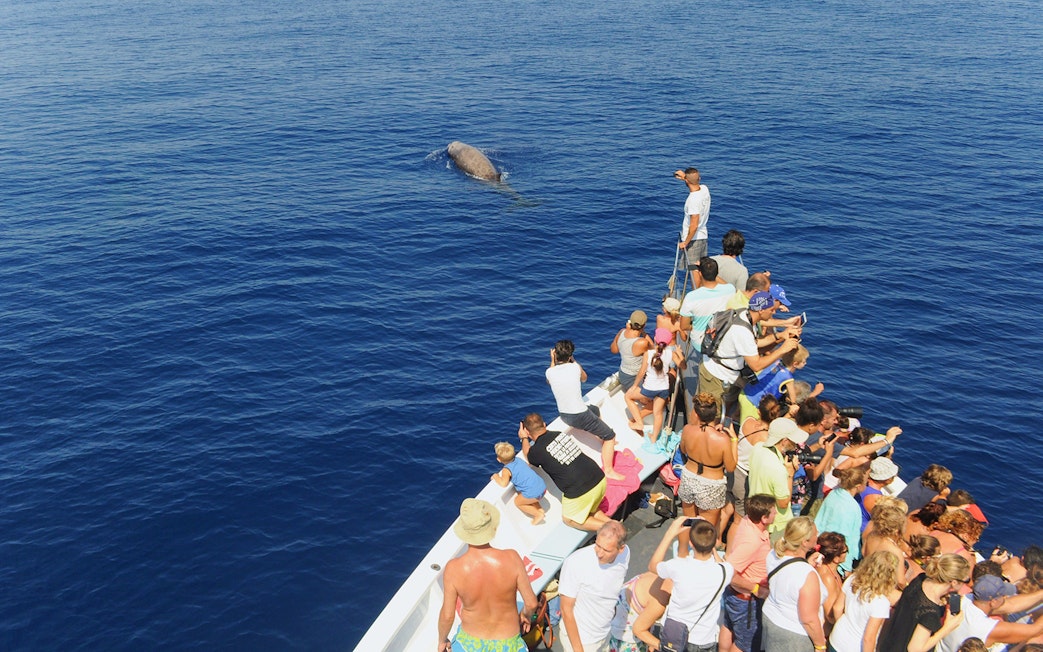 Tourists on a boat watching a whale near the Aquarium of Genoa.