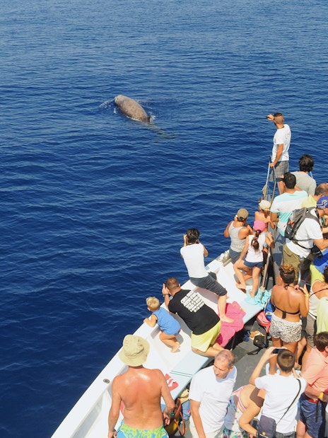 Tourists on a boat watching a whale near the Aquarium of Genoa.