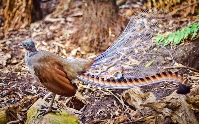 Lyrebird displaying its tail feathers in a forest setting.