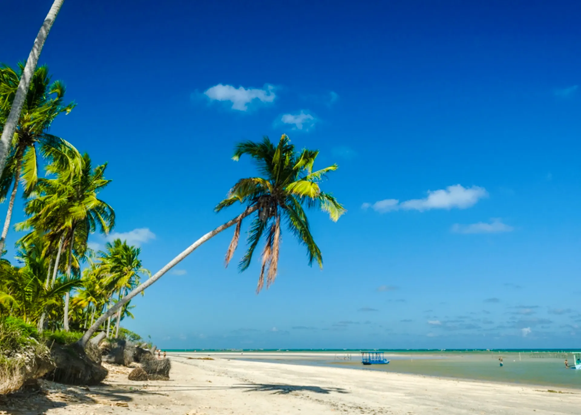 Palm trees on São Miguel dos Milagres beach, Maceió, with clear blue sky and ocean.
