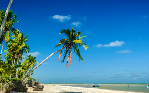 Palm trees on São Miguel dos Milagres beach, Maceió, with clear blue sky and ocean.