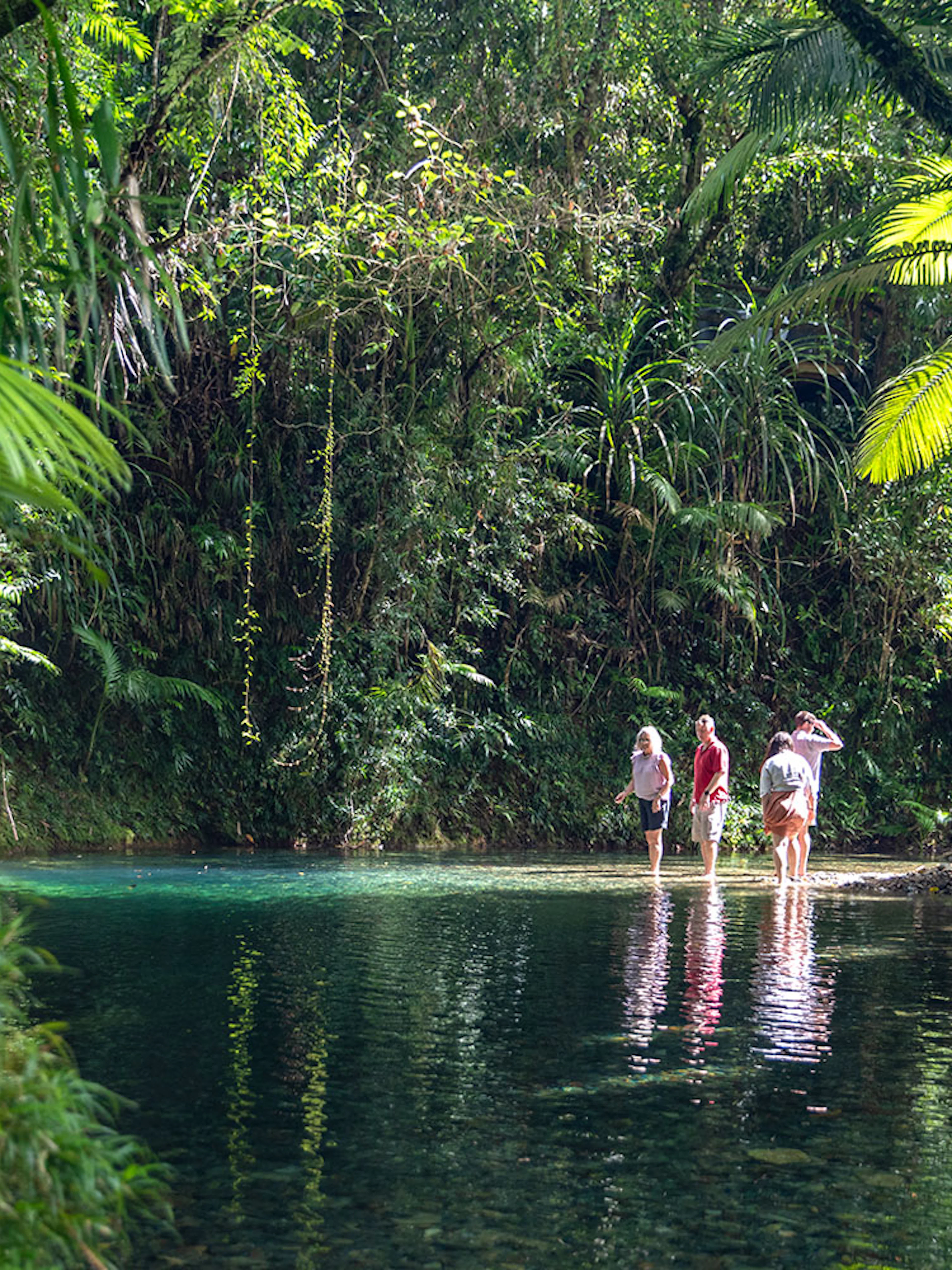 Visitors exploring a stream in Daintree Rainforest during a guided tour.
