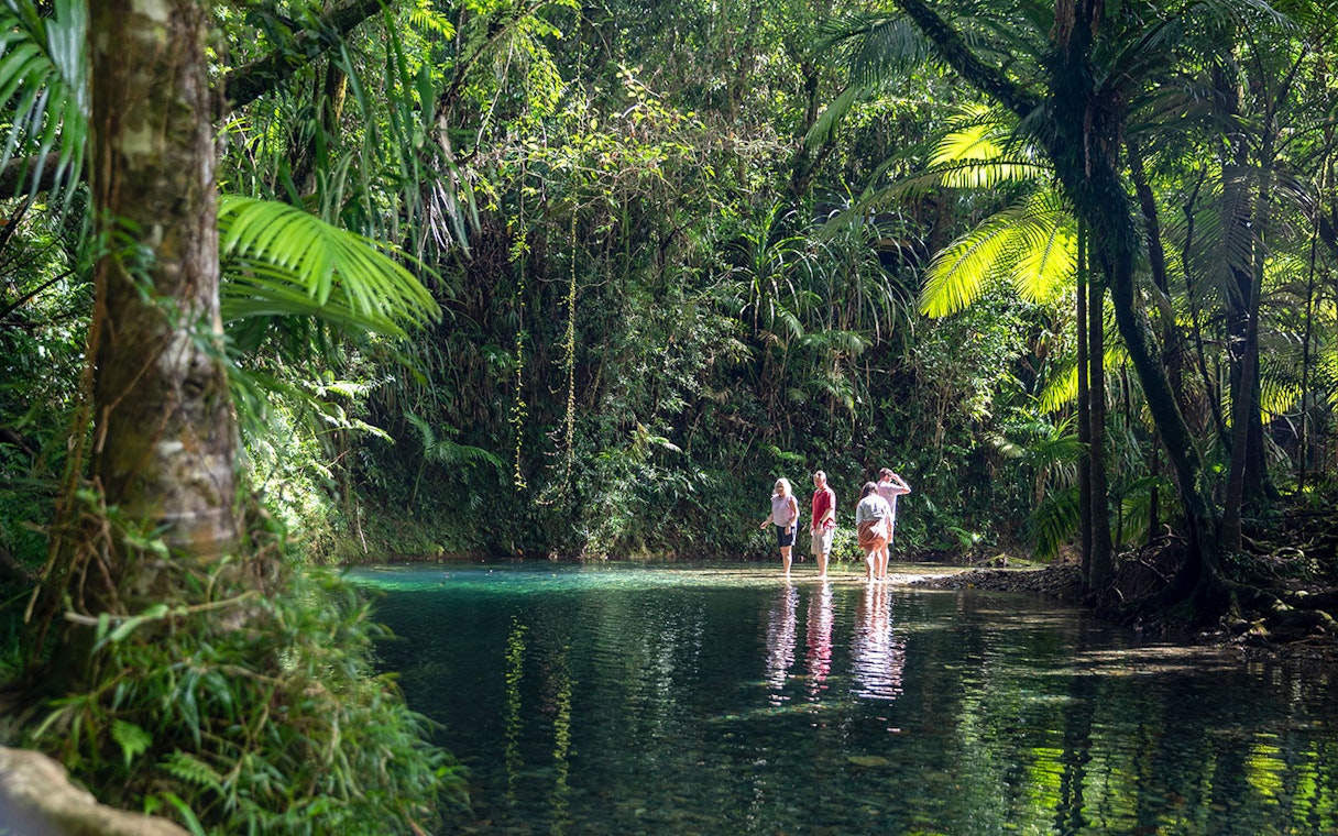Visitors exploring a stream in Daintree Rainforest during a guided tour.