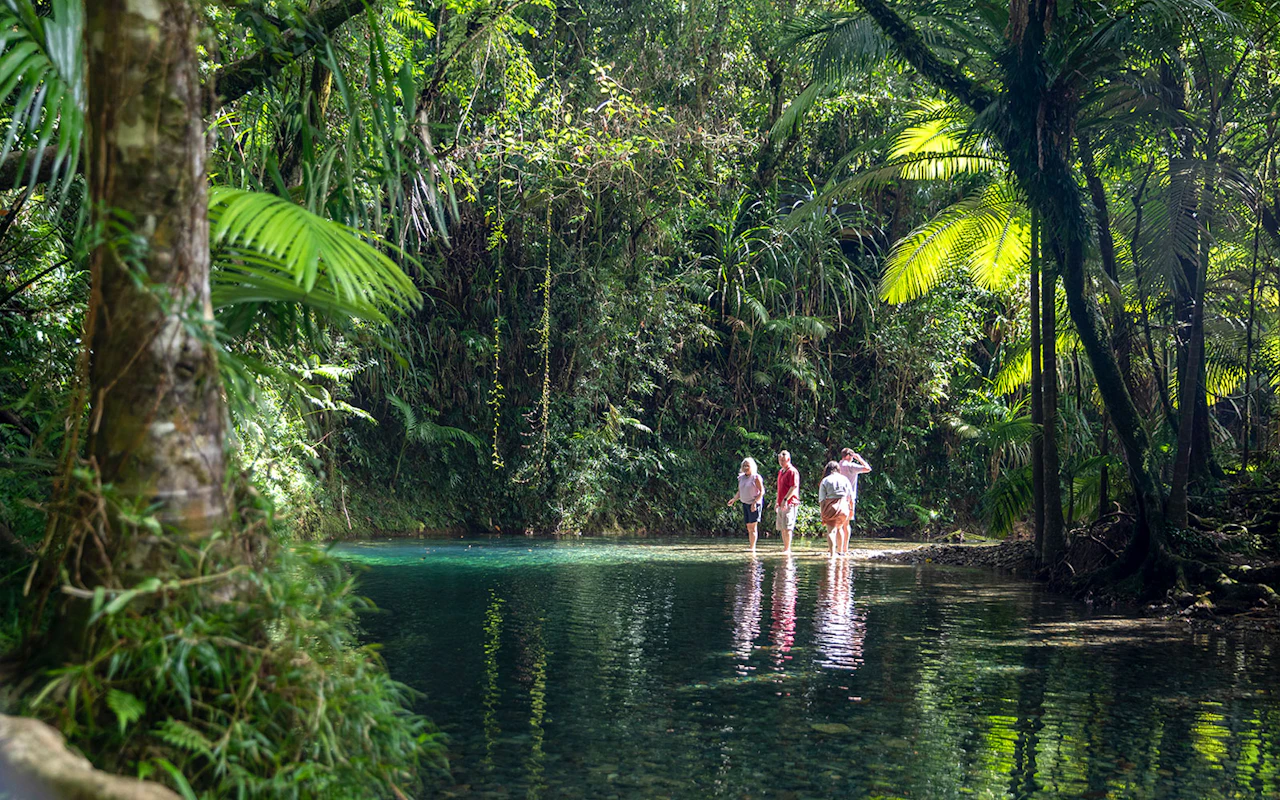 Au départ de Port Douglas : circuit haut de gamme en petit groupe dans la forêt tropicale, à Mossman Gorge, croisière pour observer les crocodiles et au Cap Tribulation, avec déjeuner gastronomique et pause thé le matin
