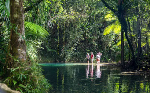 Visitors exploring a stream in Daintree Rainforest during a guided tour.
