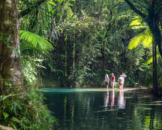 From Port Douglas: Premium Small Group Tour of Rainforest, Mossman Gorge, Croc Cruise & Cape Tribulation with Gourmet Lunch & Morning Tea