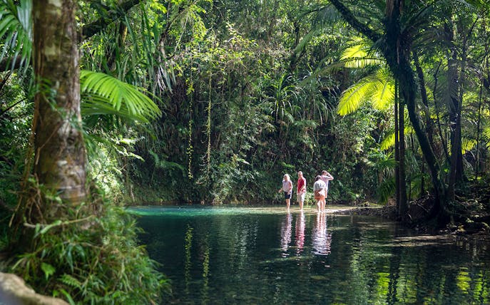 Visitors exploring a stream in Daintree Rainforest during a guided tour.