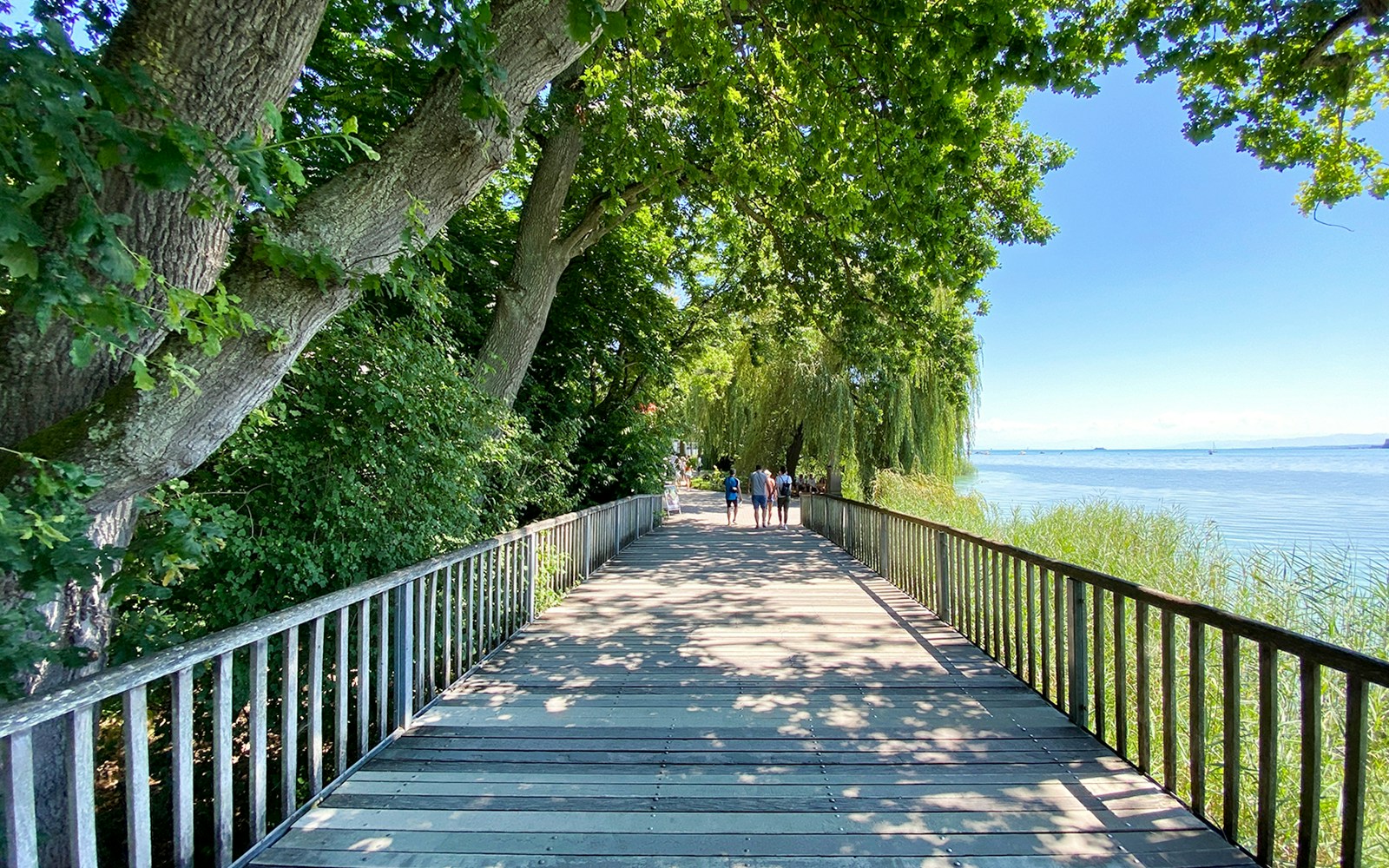 Avenue entrance to Flower Island Mainau, Lake Constance, with trees and lakeside view.