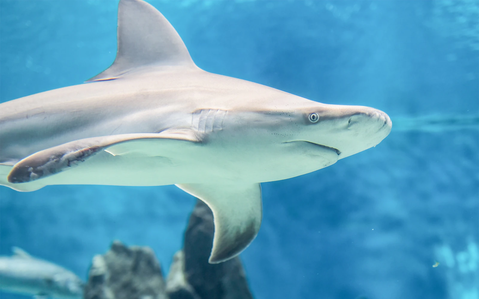 SEA LIFE Sydney Aquarium