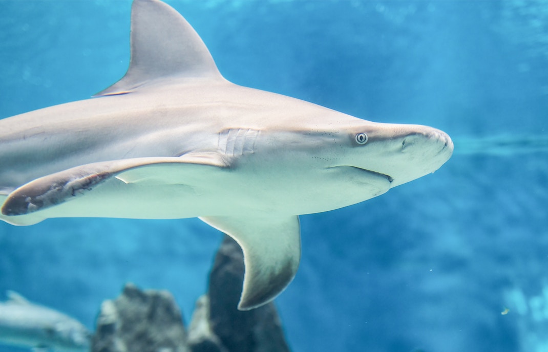 Shark swimming in Genoa Aquarium exhibit.
