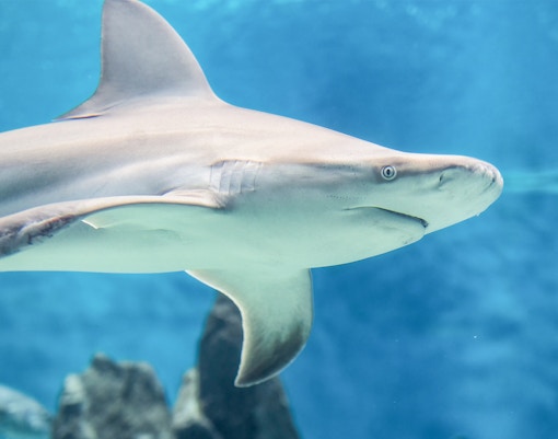 Shark Valley - SEA LIFE Melbourne