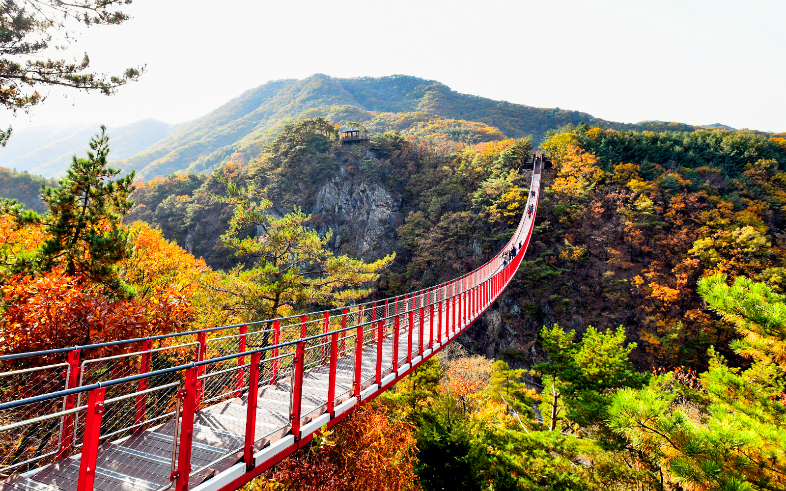Suspension bridge over autumn forest in Korean Demilitarized Zone tour.