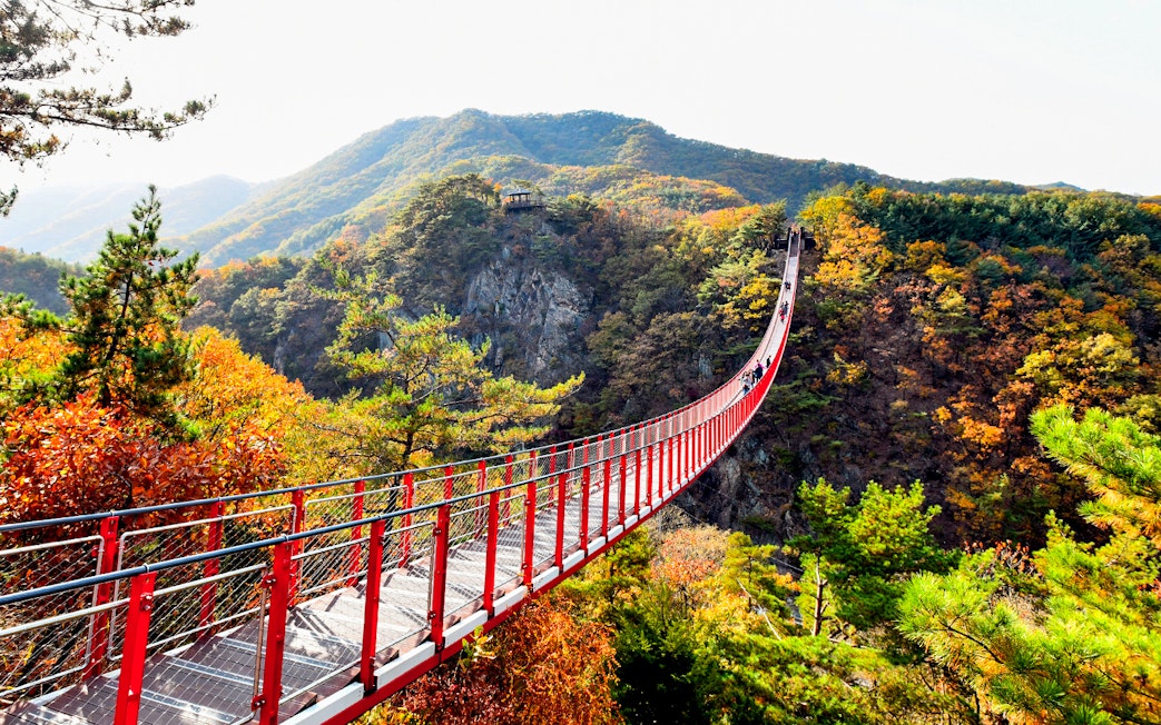 Suspension bridge over autumn forest in Korean Demilitarized Zone tour.