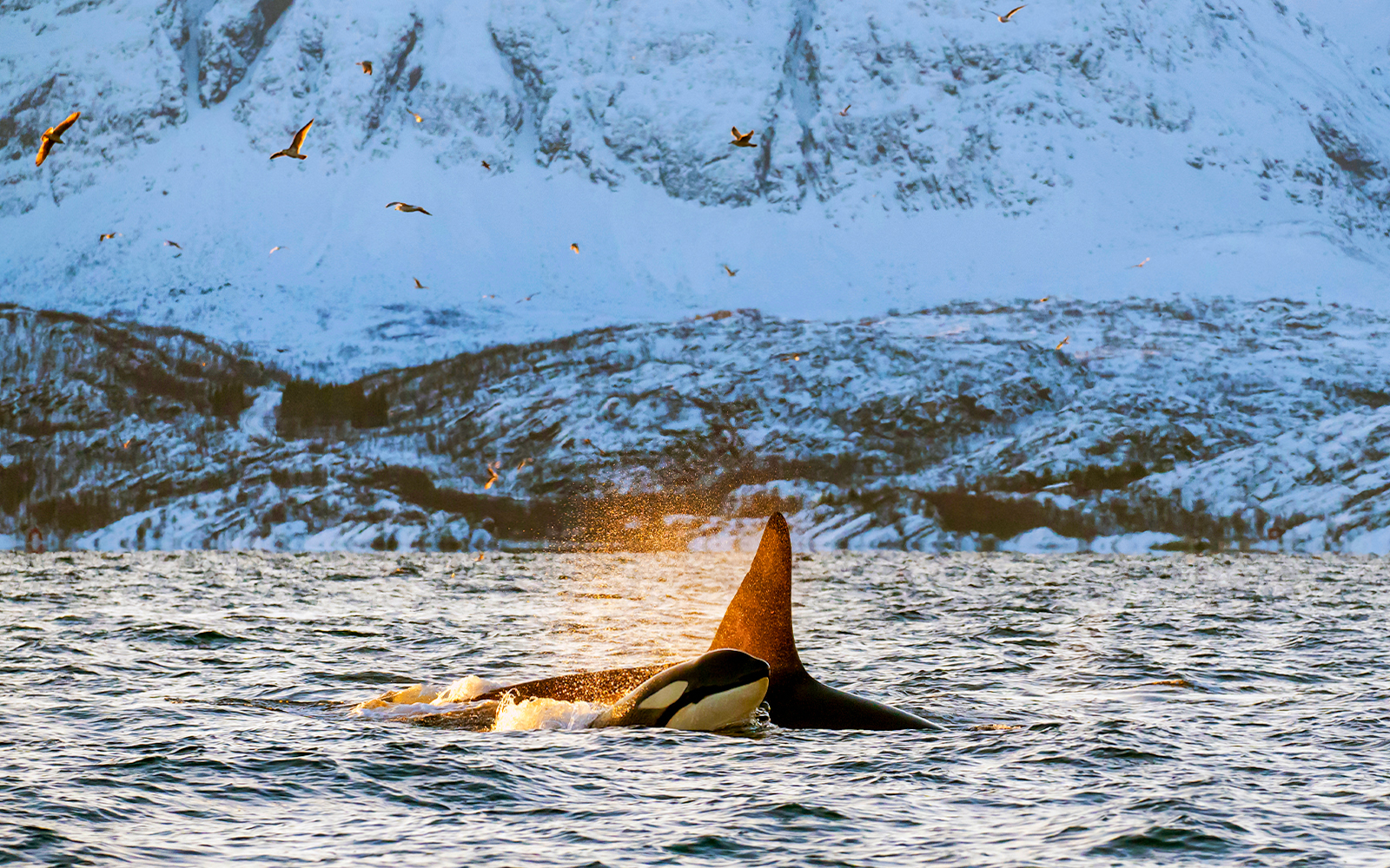 Tromso Northern Lights Tours