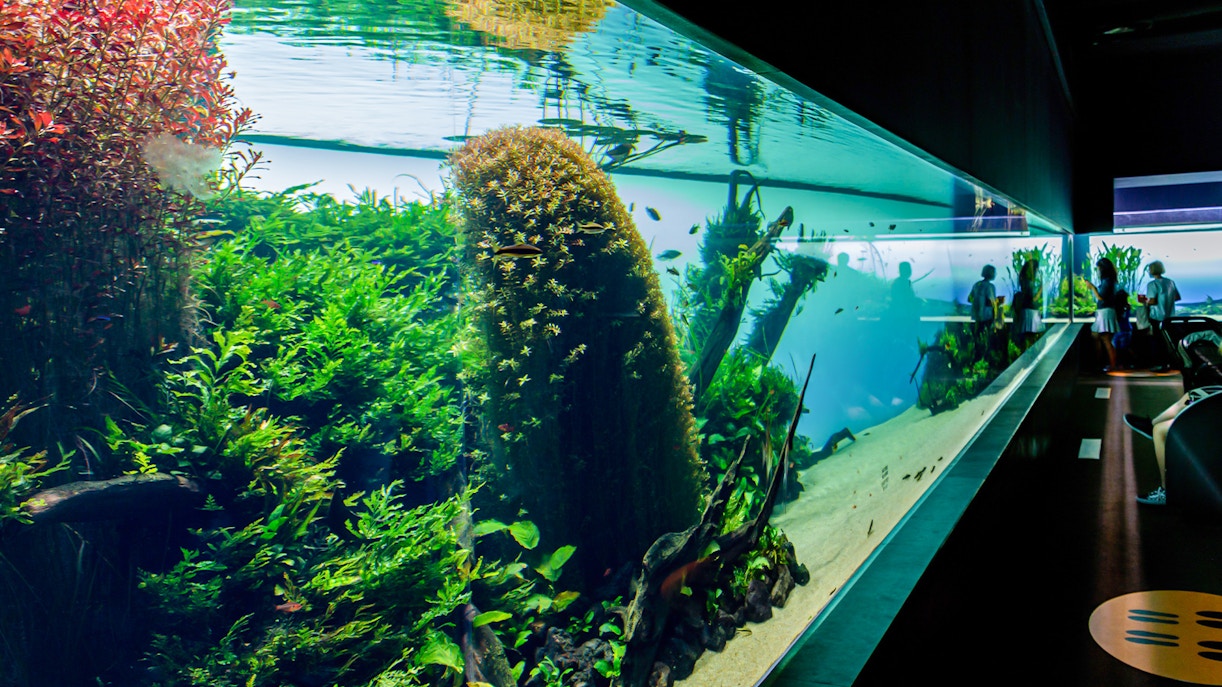 Aquarium with lush aquatic plants at Takashi Amano Exhibit, Lisbon Oceanarium.