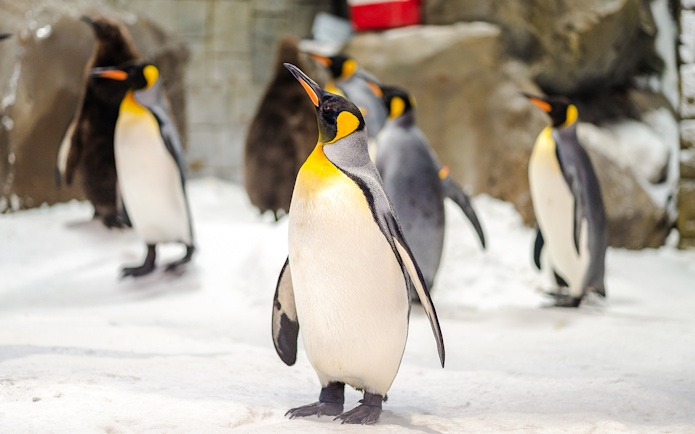 Penguins on snow at Ski Dubai Penguin Encounter.