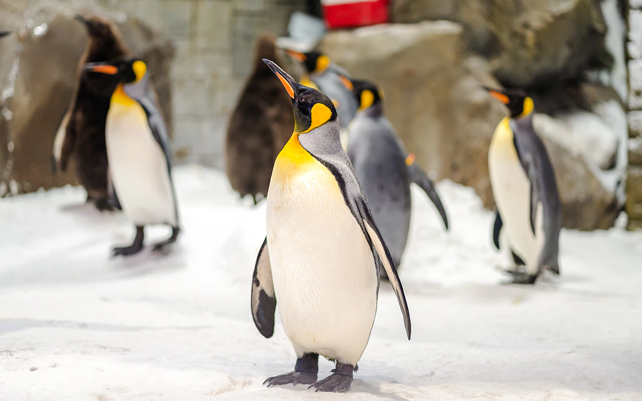 Ski Dubai: Snow Premium Tickets mit Pinguin-Begegnung — 3