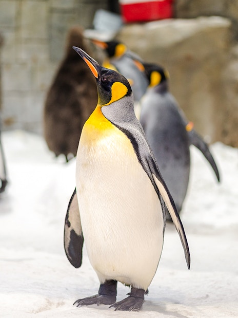 Penguins on snow at Ski Dubai Penguin Encounter.