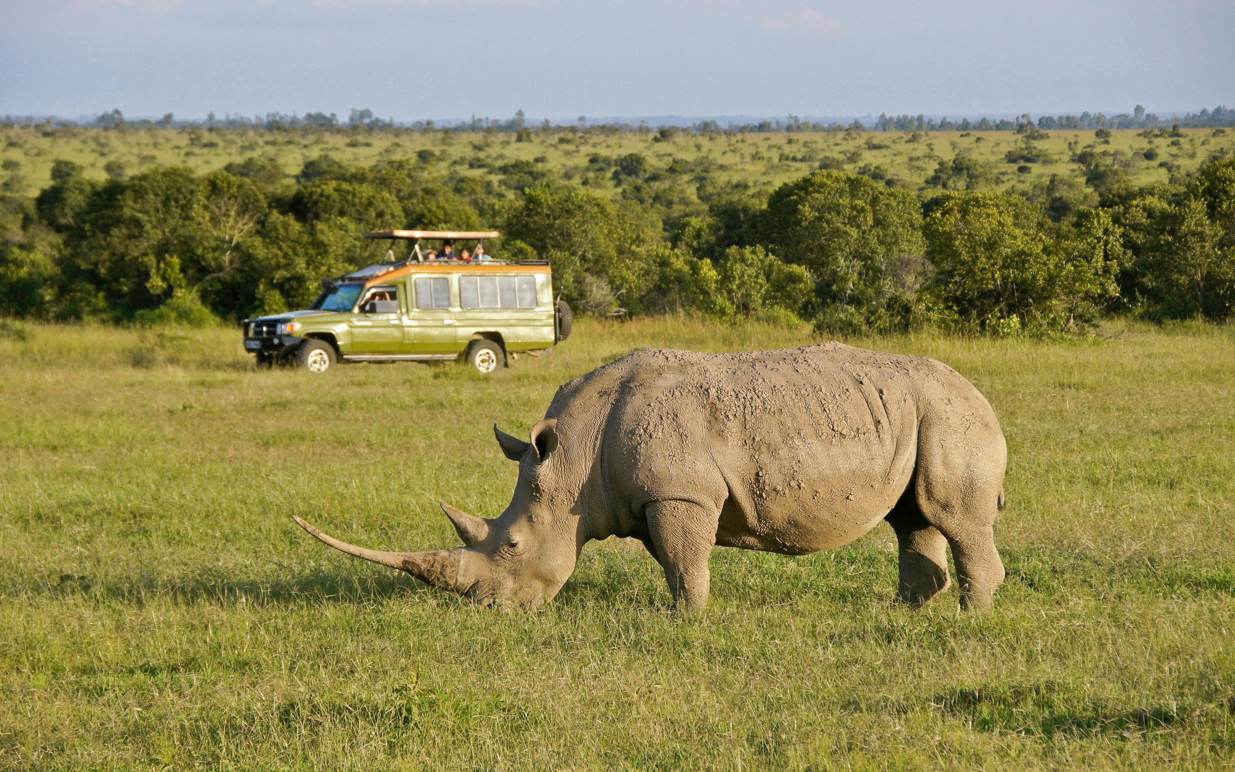 Tourists in safari vehicle observe white rhinoceros at Ol Pejeta Conservancy, Nairobi, Kenya.