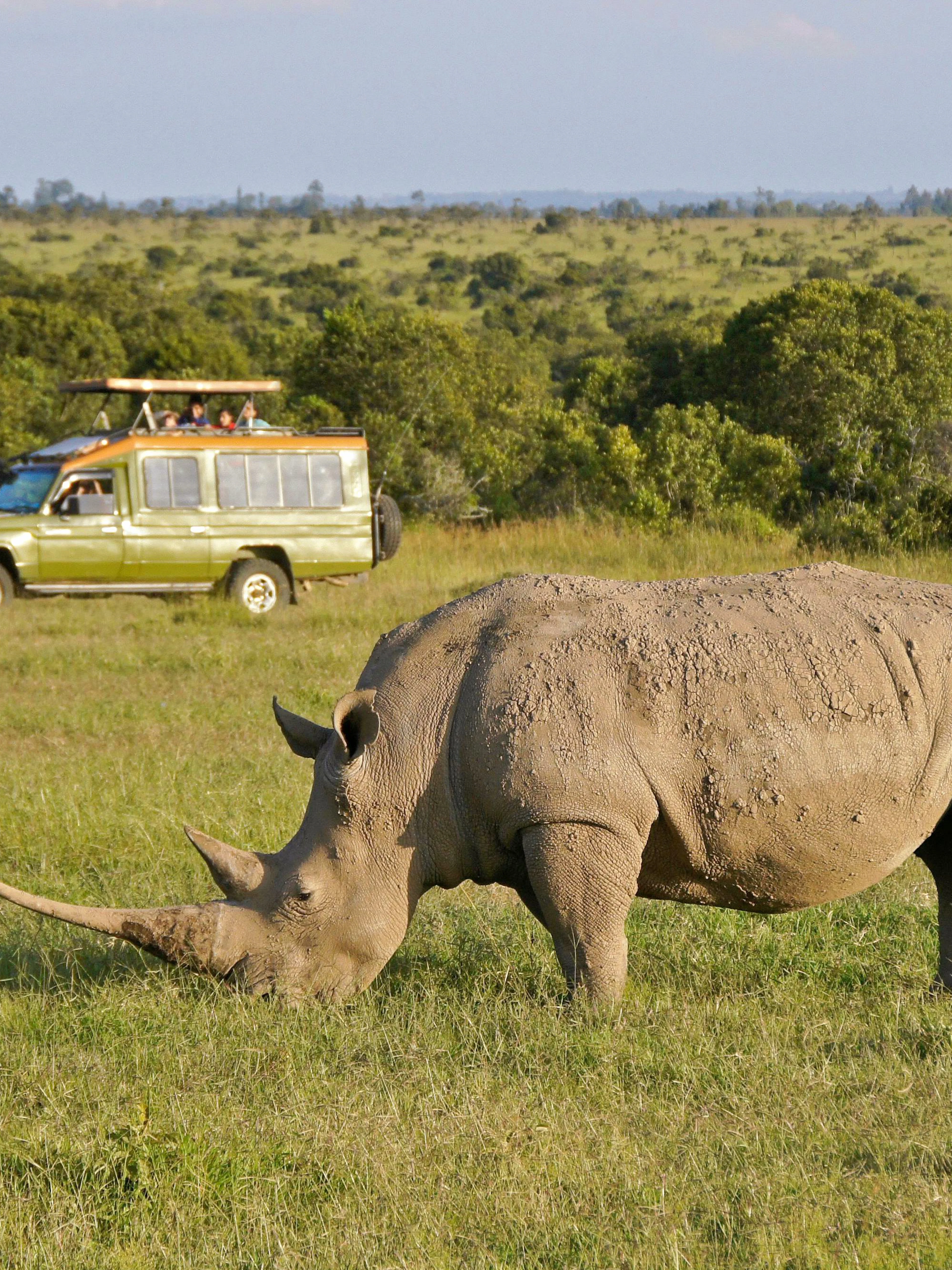 Tourists in safari vehicle observe white rhinoceros at Ol Pejeta Conservancy, Nairobi, Kenya.
