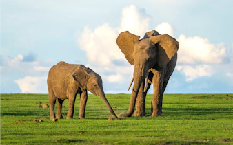 Baby elephant with mother in Ol Pejeta Conservancy, Kenya savanna.