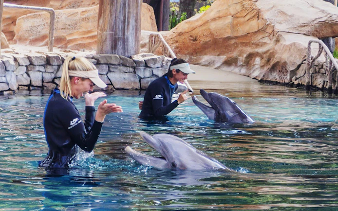 Trainers interacting with dolphins at SeaWorld San Antonio.