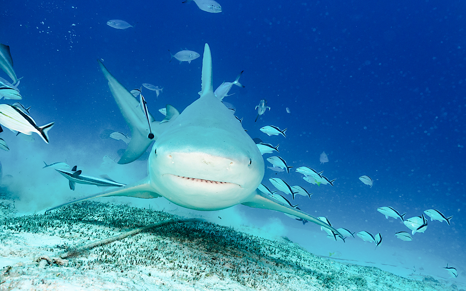Shark swimming with fish during feeding session at Paris Aquarium.
