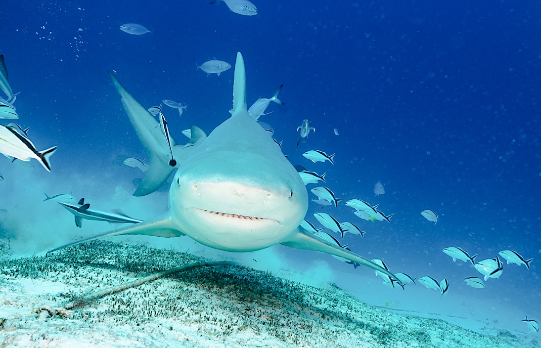 Shark swimming with fish during feeding session at Paris Aquarium.