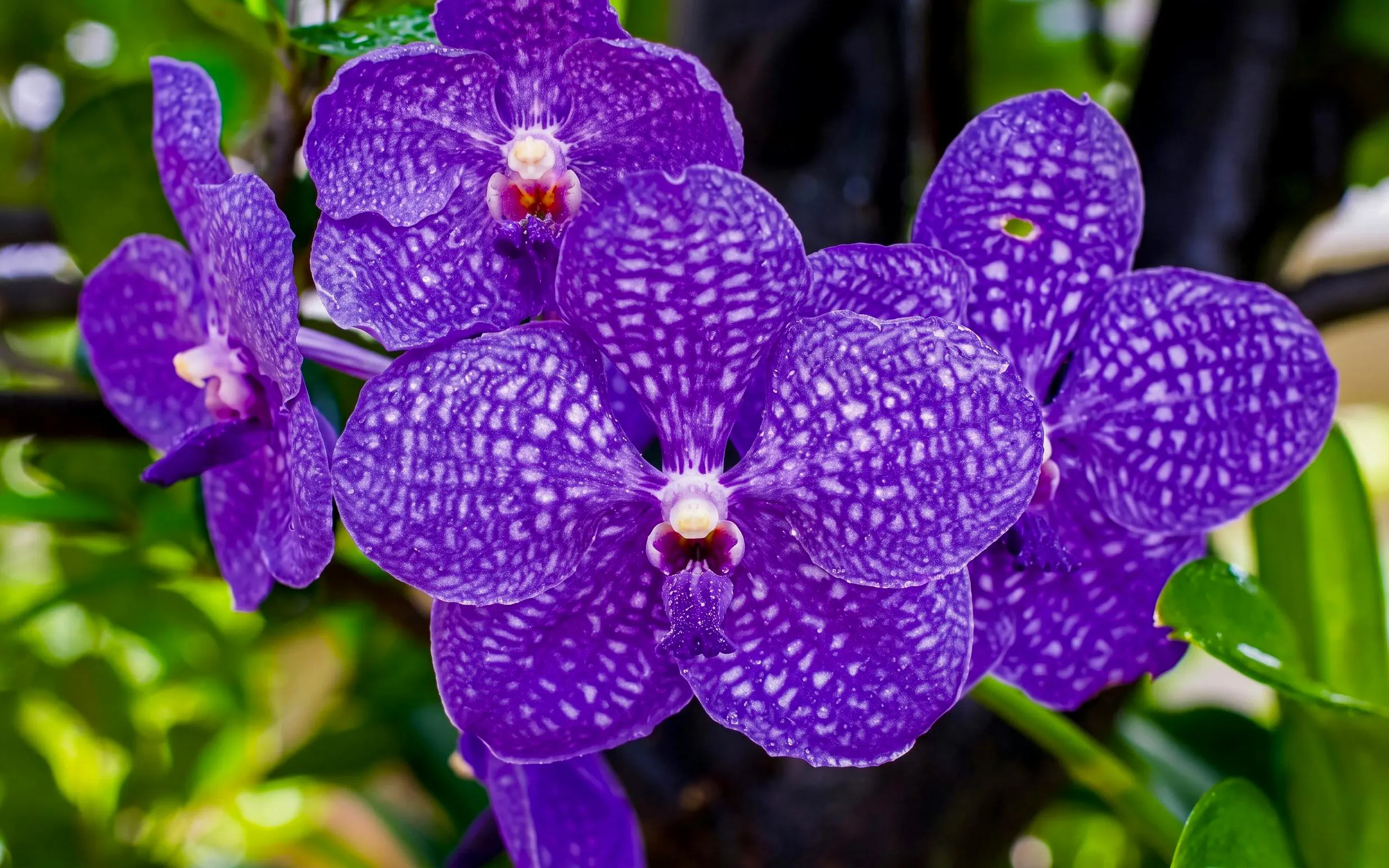 Purple orchids in Okashigoten Nago Dino Park Yanbaru Subtropical Forest.