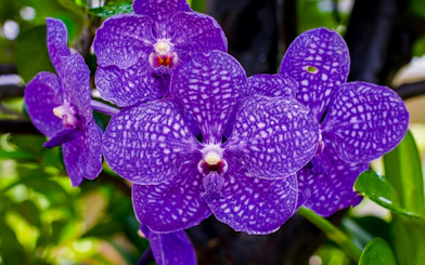 Purple orchids in Okashigoten Nago Dino Park Yanbaru Subtropical Forest.