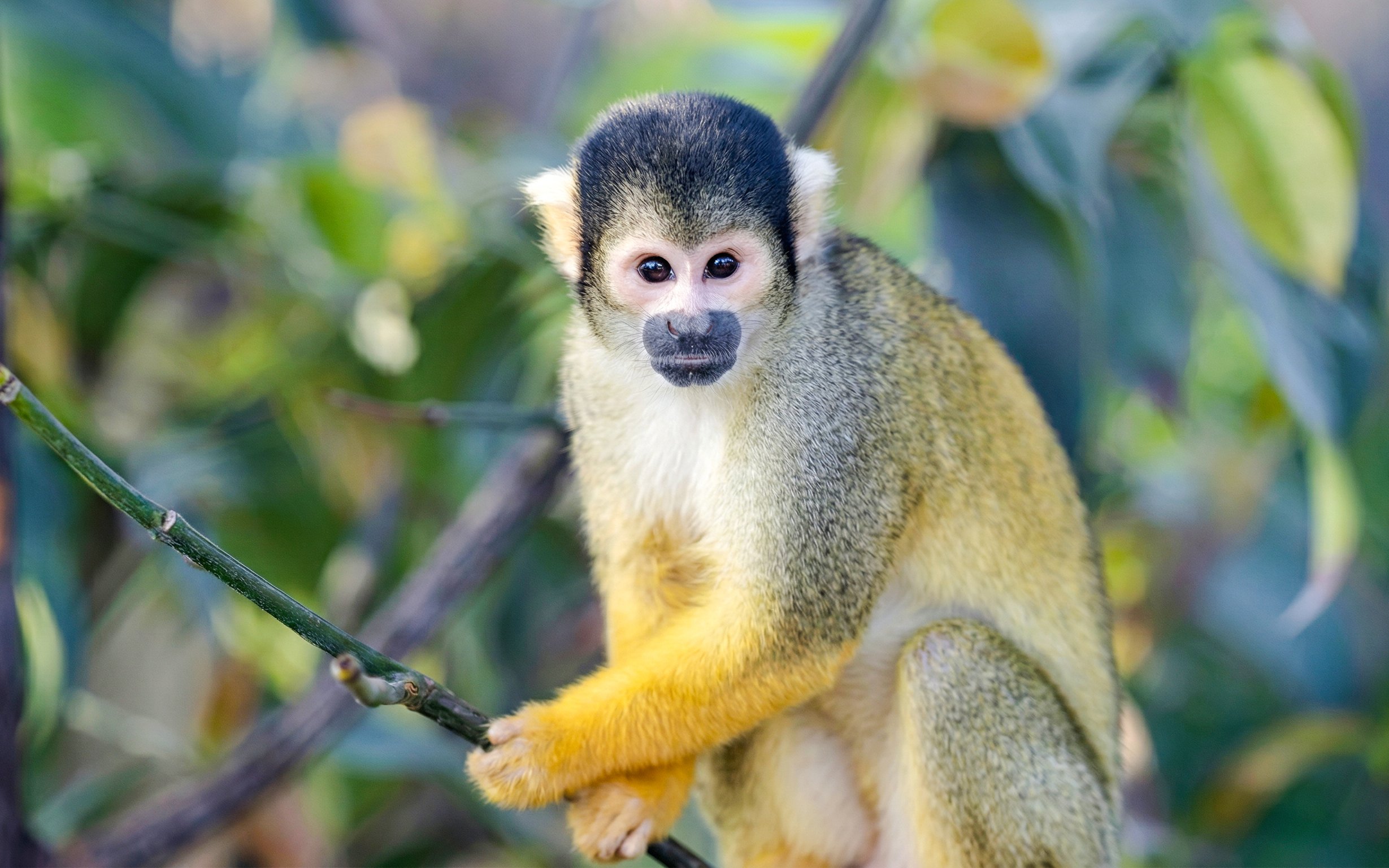 Squirrel monkey on a branch at Zooparc de Beauval, Loire Valley, France.
