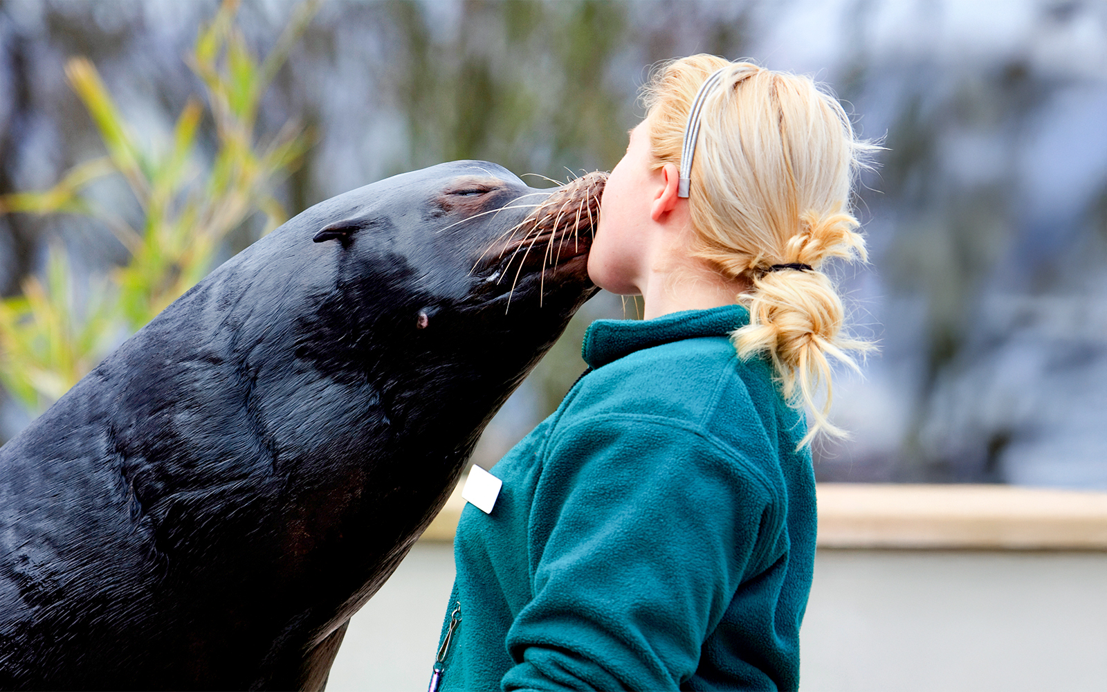 Sea lion kisses visitor during training session at aquarium exhibit.