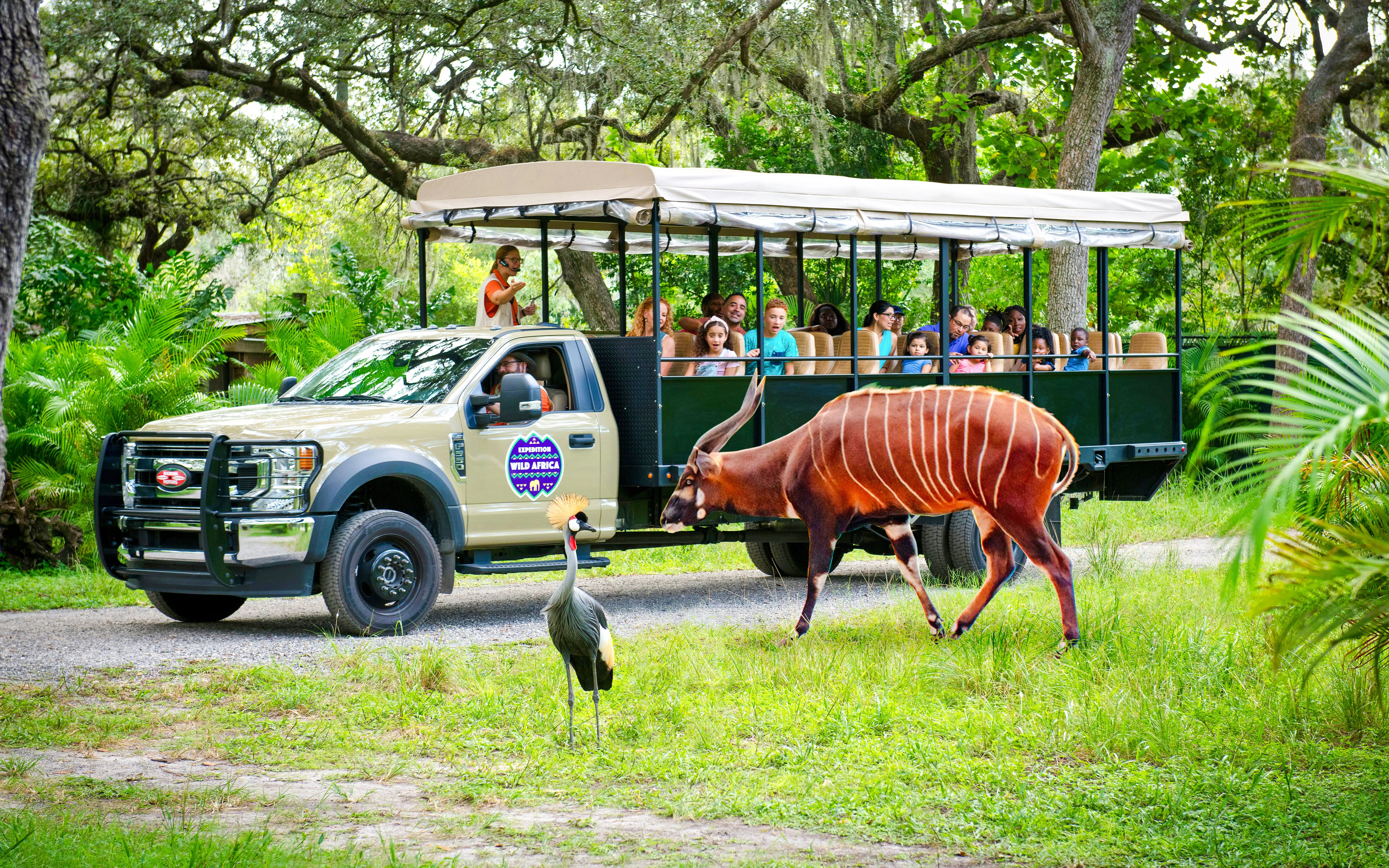 Safari tram tour at ZooTampa with passengers viewing a bongo and crane in a lush setting.