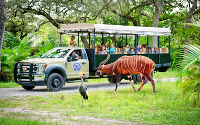 Safari tram tour at ZooTampa with passengers viewing a bongo and crane in a lush setting.