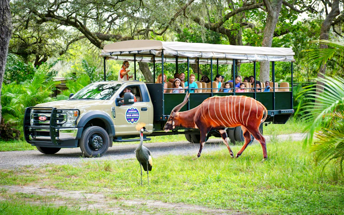 Safari tram tour at ZooTampa with passengers viewing a bongo and crane in a lush setting.