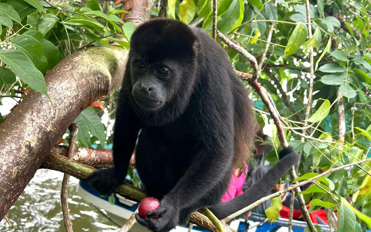 Black howler monkey holding fruit in a tree, Panama.