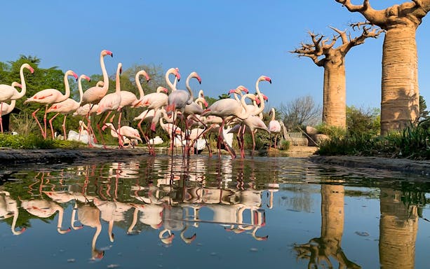 Flamingos by a pond at Zoom Torino with baobab trees in the background.
