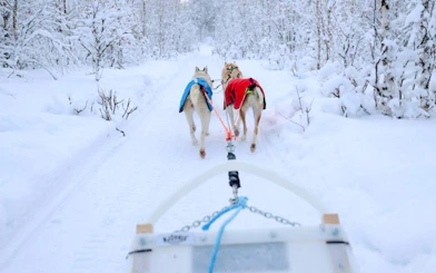 Husky sled ride through snowy forest trail.